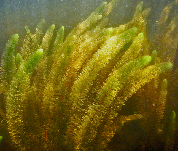 Myriophyllum heterophyllum