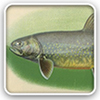 Fish species in Maine lakes